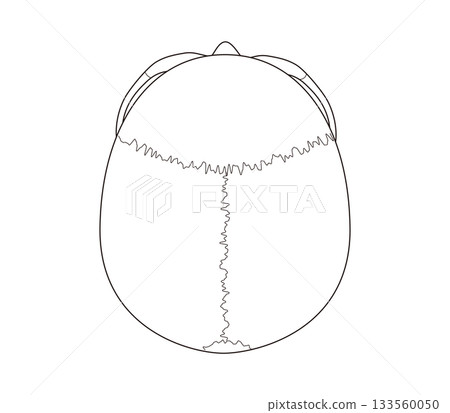 Black and white printable anatomical diagram of the skull from above (for educational and medical use) 133560050