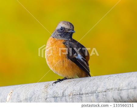 A male Daurian redstart perched on a fence 133560151