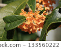 Osmanthus flower 133560222