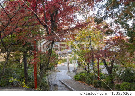 Awata Shrine Stone Steps Autumn Leaves Tunnel 133560266
