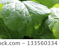 土壤中長著鮮綠色的蘿蔔葉，葉子上有孔洞。 133560334