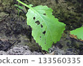 蟲蛀蘿蔔葉片中的活力與生命痕跡 133560335