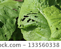 田間生長的營養豐富的蕪菁葉片上發現了昆蟲叮咬的痕跡。 133560338
