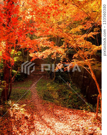 京都府常陽市的香之須山步道，秋色正濃，美不勝收。 133560380
