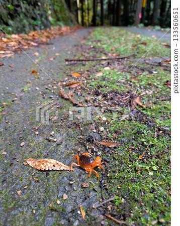 雨後,一隻山蟹沿著山路爬行。 雨後,一隻山蟹沿著山路爬行。 133560651