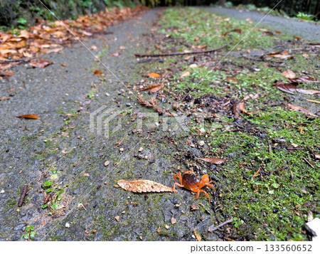 雨後，一隻山蟹沿著山路爬行。 133560652
