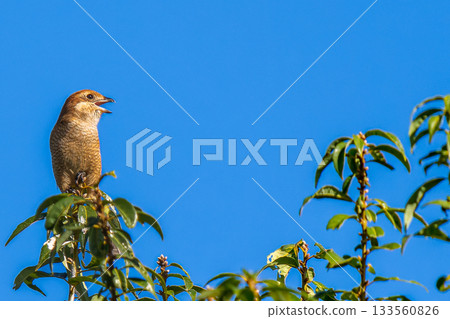 Shrike perched on a branch, copy space Shrike perched on a branch, copy space 133560826