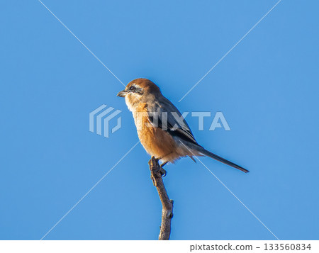 A shrike or bush warbler perched on a branch A shrike or bush warbler perched on a branch 133560834