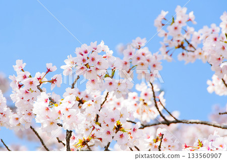 Sakura that shines in the blue sky 133560907