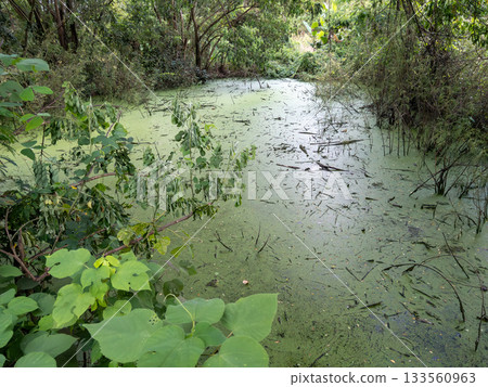 Overgrown Pond in Tropical Rainy Forest. Overgrown Pond in Tropical Rainy Forest. 133560963