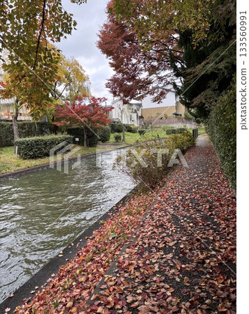 秋天的落葉步道 133560991