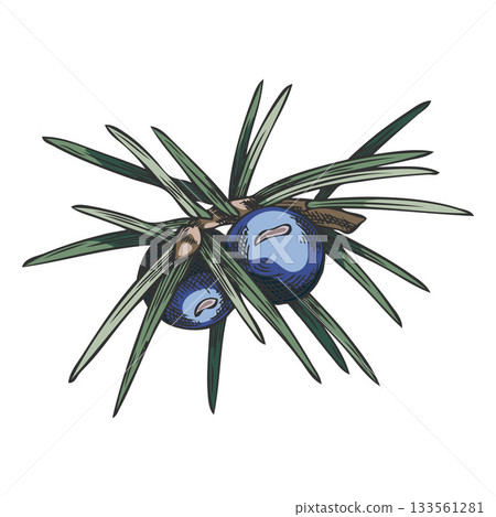 Juniper twig with blue berries vector hand drawn illustration, forest conifer botanical sketch, evergreen bush plant 133561281