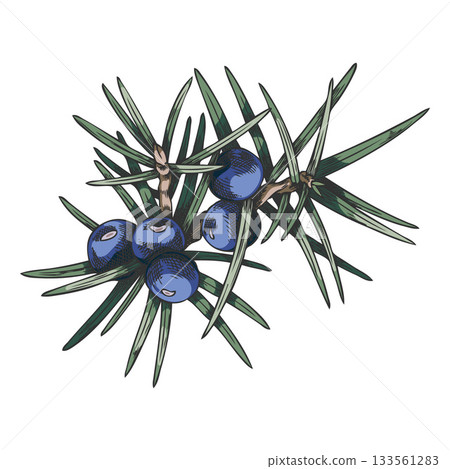 Juniper branch with blue berries vector hand drawn illustration, coniferous botanical sketch forest evergreen bush plant 133561283