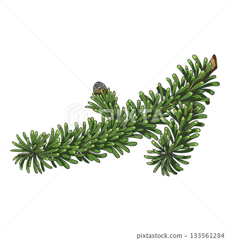 Balsam fir tree branch with small blue cone vector hand drawn, conifer evergreen plant, Christmas decoration sketch 133561284
