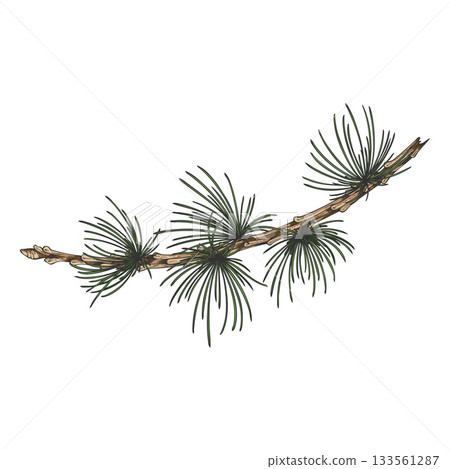 European Larch branch hand drawn vector illustration, conifer tree twig botanical color sketch, Xmas decoration 133561287