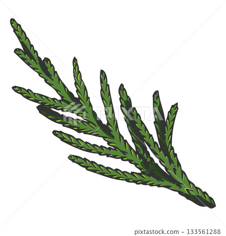 Cypress tree twig hand drawn vector illustration, conifer evergreen plant, Christmas decoration, woody forest scent 133561288