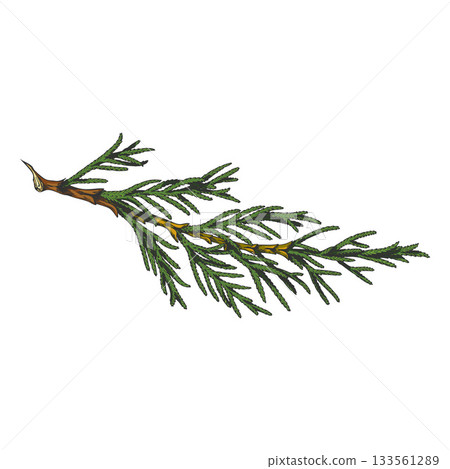Cypress tree branch hand drawn vector illustration, conifer evergreen plant, Christmas decoration, woody forest scent 133561289