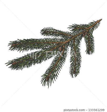 Siberian fir tree branch hand drawn vector illustration, conifer evergreen Christmas decoration, woody forest scent Siberian fir tree branch hand drawn vector illustration, conifer evergreen Christmas decoration, woody forest scent 133561299