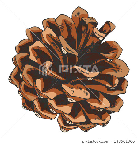 Scots pine dry brown cone hand drawn vector illustration, fir spruce cone botanical sketch, natural coniferous fragrance Scots pine dry brown cone hand drawn vector illustration, fir spruce cone botanical sketch, natural coniferous fragrance 133561300