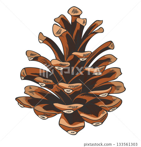 Scots pine cone hand drawn vector illustration, fir spruce dry brown cone botanical sketch, natural coniferous fragrance 133561303