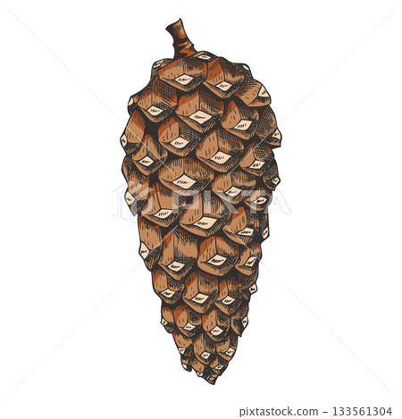 Scots pine cone hand drawn vector illustration, brown fir, spruce cone botanical sketch, natural coniferous fragrance 133561304