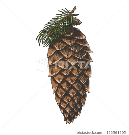 Siberian fir cone vector hand drawn illustration, pine cone botanical sketch, coniferous fragrance, Xmas decoration 133561305