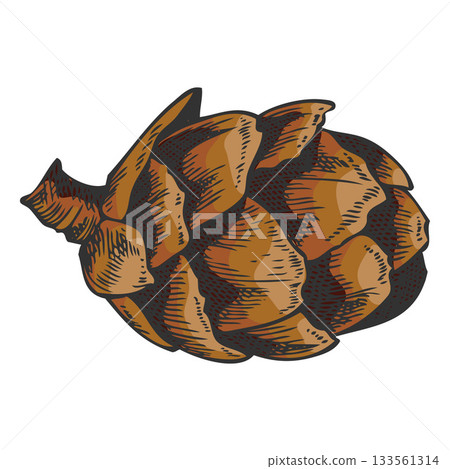 European Larch cone hand drawn, conifer tree brown cone botanical vector sketch, natural forest scent, Xmas decoration 133561314