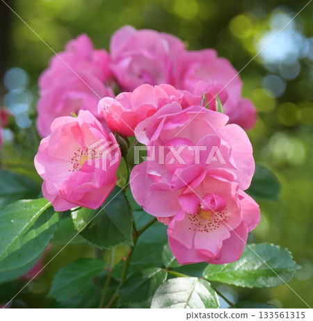 美麗的粉紅玫瑰 133561315