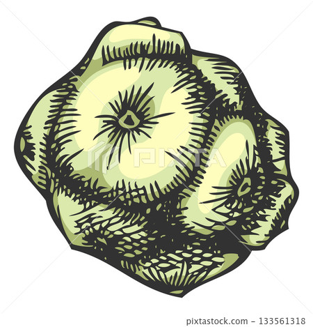 Cypress cone hand drawn vector illustration, conifer tree green cone botanical sketch, woody forest coniferous fragrance Cypress cone hand drawn vector illustration, conifer tree green cone botanical sketch, woody forest coniferous fragrance 133561318