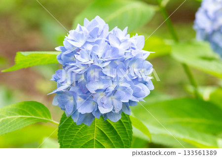 Hydrangea [Variety: Yukitemari] 133561389