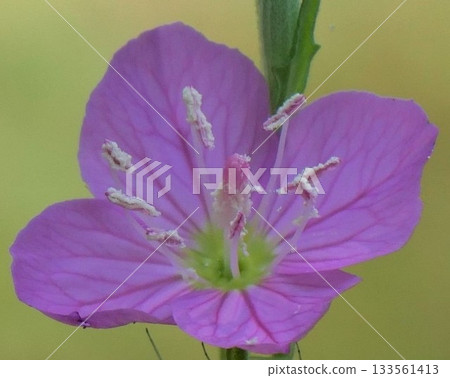 Pretty Red Flower Evening Makeup 133561413