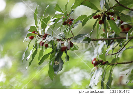 Mountain peaches swaying in the wind Mountain peaches swaying in the wind 133561472