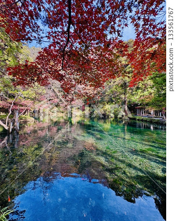 Autumn leaves reflecting off Izuruhara Benten Pond - One of Japan's Top 100 Waters - A natural monument of Tochigi Prefecture 133561767