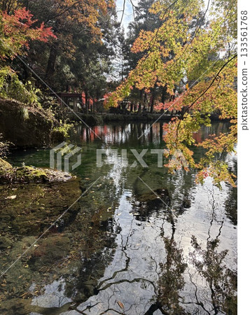 Autumn leaves reflecting off Izuruhara Benten Pond - One of Japan's Top 100 Waters - A natural monument of Tochigi Prefecture Autumn leaves reflecting off Izuruhara Benten Pond - One of Japan's Top 100 Waters - A natural monument of Tochigi Prefecture 133561768