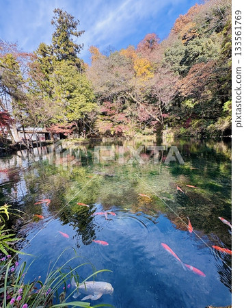 Autumn leaves reflecting off Izuruhara Benten Pond - One of Japan's Top 100 Waters - A natural monument of Tochigi Prefecture 133561769