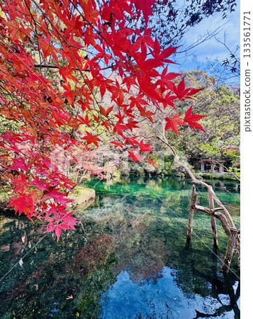 Autumn leaves reflecting off Izuruhara Benten Pond - One of Japan's Top 100 Waters - A natural monument of Tochigi Prefecture 133561771