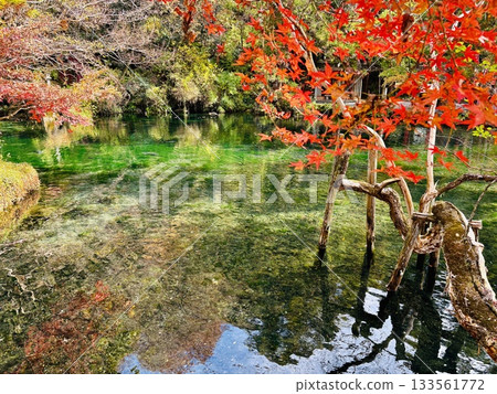 Autumn leaves reflecting off Izuruhara Benten Pond - One of Japan's Top 100 Waters - A natural monument of Tochigi Prefecture 133561772