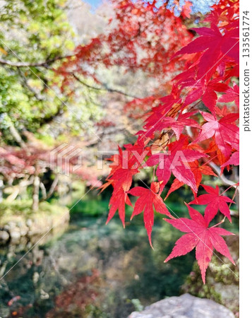 秋葉倒映在出流原弁天池－日本百佳水體之一－栃木郡天然紀念物 133561774
