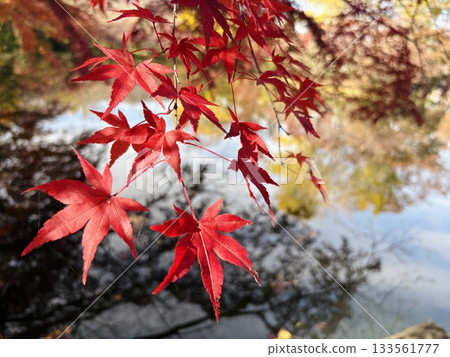 Autumn leaves reflecting off Izuruhara Benten Pond - One of Japan's Top 100 Waters - A natural monument of Tochigi Prefecture 133561777