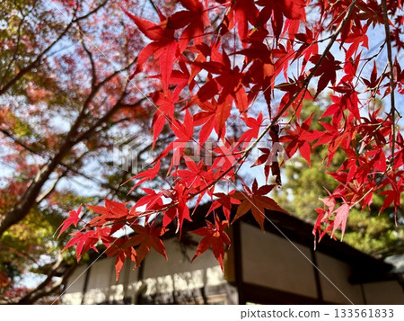 Autumn leaves shining brightly at Izuruhara Wakugama Shrine_ One of Japan's 100 famous waters_ A natural monument of Tochigi Prefecture Autumn leaves shining brightly at Izuruhara Wakugama Shrine_ One of Japan's 100 famous waters_ A natural monument of Tochigi Prefecture 133561833