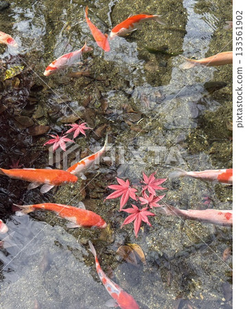 出鶴原弁天池_秋葉與鯉魚_日本百名湖之一_栃木縣天然紀念物 133561902