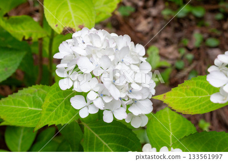 繡球花 [品種：貝尼特瑪麗] 133561997