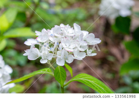 繡球花 [品種：貝尼特瑪麗] 133561998