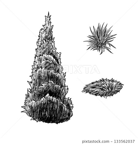 Evergreen spruce, grass bushes. Hand drawn black white set illustration. Monochrome graphic of landscape element for architectural and garden sketches. Rock object in line clip art. Evergreen spruce, grass bushes. Hand drawn black white set illustration. Monochrome graphic of landscape element for architectural and garden sketches. Rock object in line clip art. 133562037