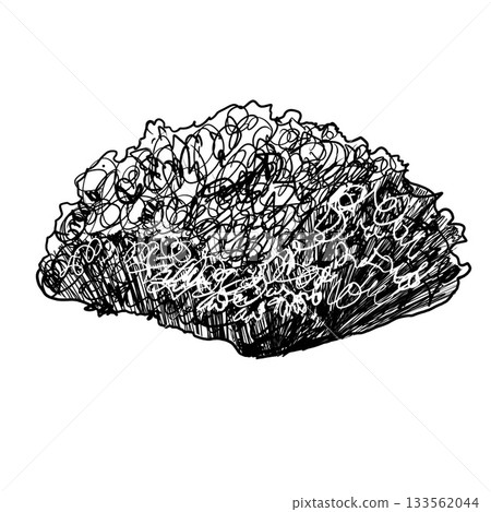 Bloomers evergreen bush with leaves. Hand drawn black white isolated illustration. Monochrome graphic of landscape element for architectural and garden sketches. Rock object in line clip art. Bloomers evergreen bush with leaves. Hand drawn black white isolated illustration. Monochrome graphic of landscape element for architectural and garden sketches. Rock object in line clip art. 133562044