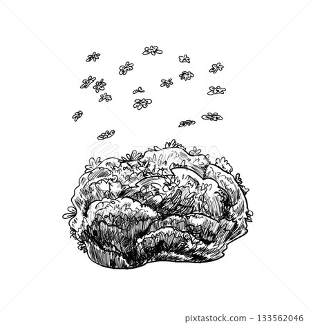 Group of flowers and green oval bush. Hand drawn black white set illustration. Monochrome graphic of landscape element for architectural and garden sketches. Rock object in line clip art. Group of flowers and green oval bush. Hand drawn black white set illustration. Monochrome graphic of landscape element for architectural and garden sketches. Rock object in line clip art. 133562046