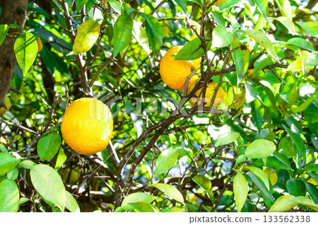 Ripened citrus fruits Ripened citrus fruits 133562338