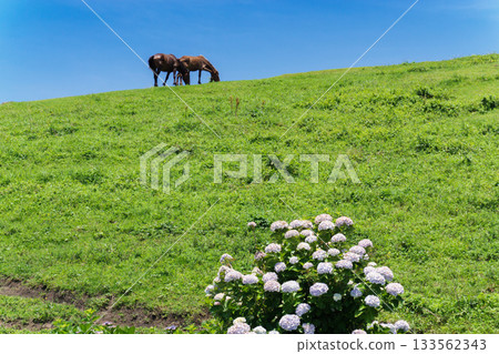 Hydrangeas bloom at Cape Toi in Miyazaki Prefecture Hydrangeas bloom at Cape Toi in Miyazaki Prefecture 133562343