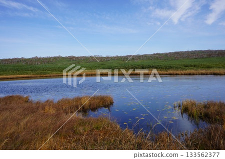 秋季,水生藨草遍布烏柳沼澤。 秋季,水生藨草遍布烏柳沼澤。 133562377