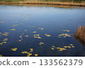 秋季，水生藨草遍布烏柳沼澤。 133562379